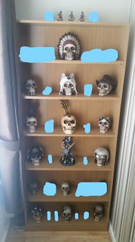 all different skulls