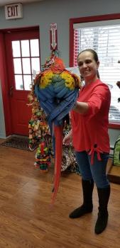 Ara macao Scarlet macaw parrots hand tamed Talking birds