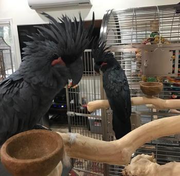 Beautiful Baby and Adult Black palm cockatoo birds for sale
