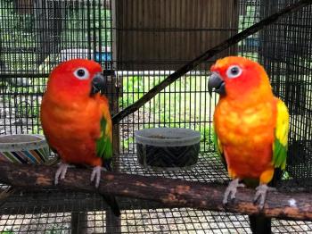 Sun conure Parrots Aratinga solstitialis birds for sale