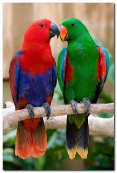 Electus Parrots for sale Eclectus roratus birds for sale