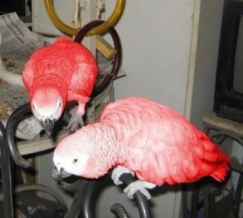 Red Factor  African Grey Psittacus erithacus for sale
