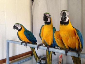 Ara ararauna Blue and Gold Macaws Parrots birds for sale
