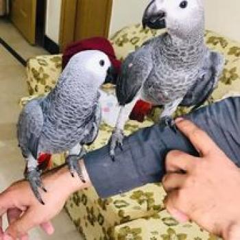 African Grey Psittacus erithacus healthy tamed talking