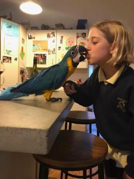 Ara ararauna Blue and Gold Macaws Parrots for sale