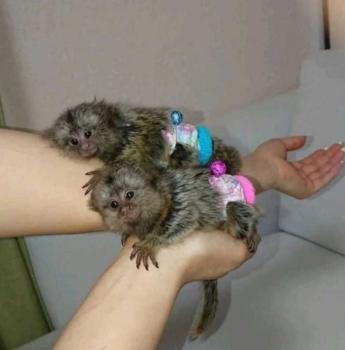 Marmoset Monkeys for Re-homing