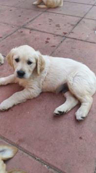 KC Adorable Golden Retriever Puppies