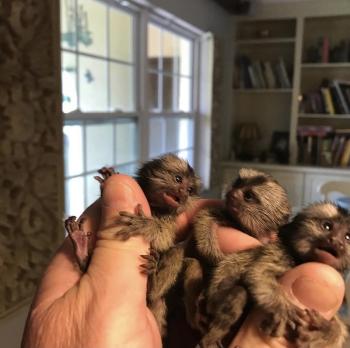 Marmoset Monkeys Ready for Adoption