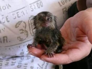 X Mas Marmoset Monkeys For Sale whatsapp us at 447737245082