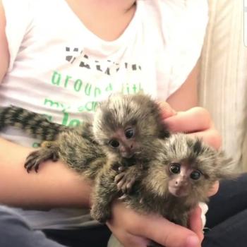 Marmoset Monkeys Ready Now. whatsapp us at 447737245082